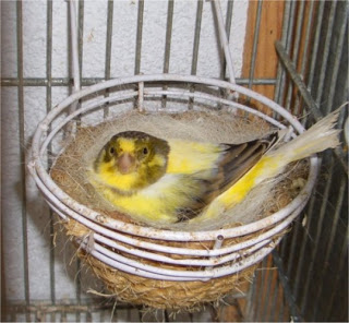 Como criar canarios en cautividad  Nido-canarios