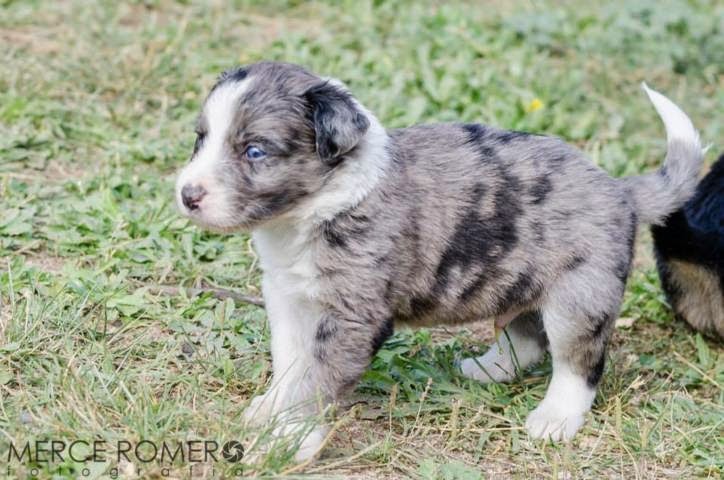 7 cachorros cruce de border collie en Girona (PE) 10425168_886301464728250_4972647531833741172_n%2B(FILEminimizer)