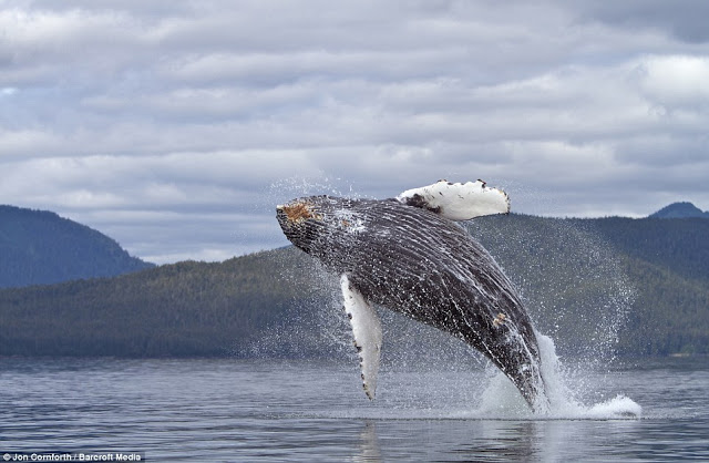 صــور مذهـلة للحيتان الحدباء وهي ترقص في مياة المحيط الهادئ في ألاسكا ! Humpback%20whales03