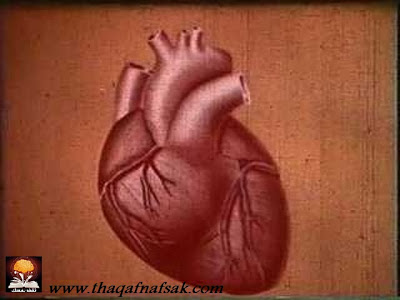حقائق مدهشة عن جسم الإنسان  Heart