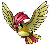 Rota da evolução. Pidgeotto