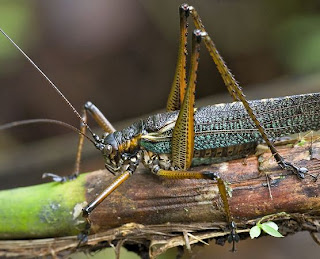 العلماء يكتشفون مئات المخلوقات الجديدة!! Papua-new-guinea-new-species-emerald-katydid_27184_600x450