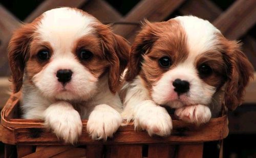 HEY GUYS...... Cutest-Puppies7