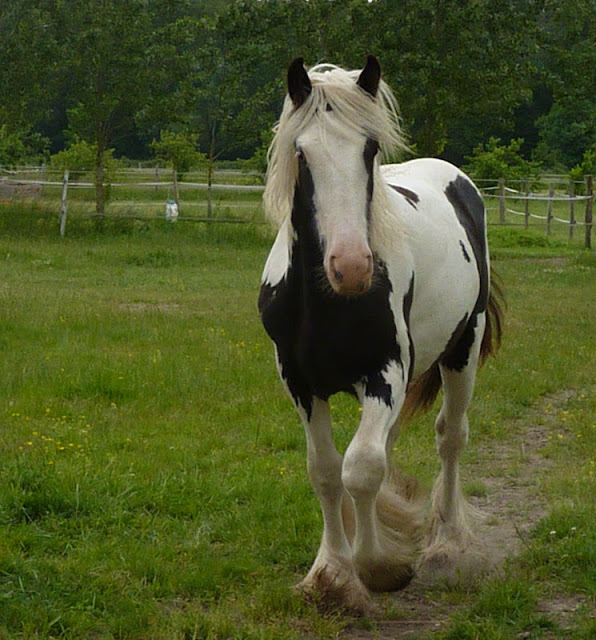 Bodhran des Chenus,new vidéo et photo p 27 - Page 9 P1210417