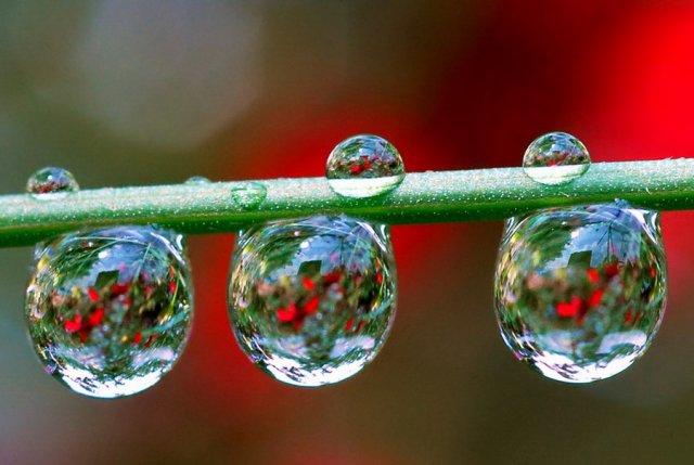 زهرات... بعيون قطرات الندى Flowers-in-Water-Drops-Photos-16