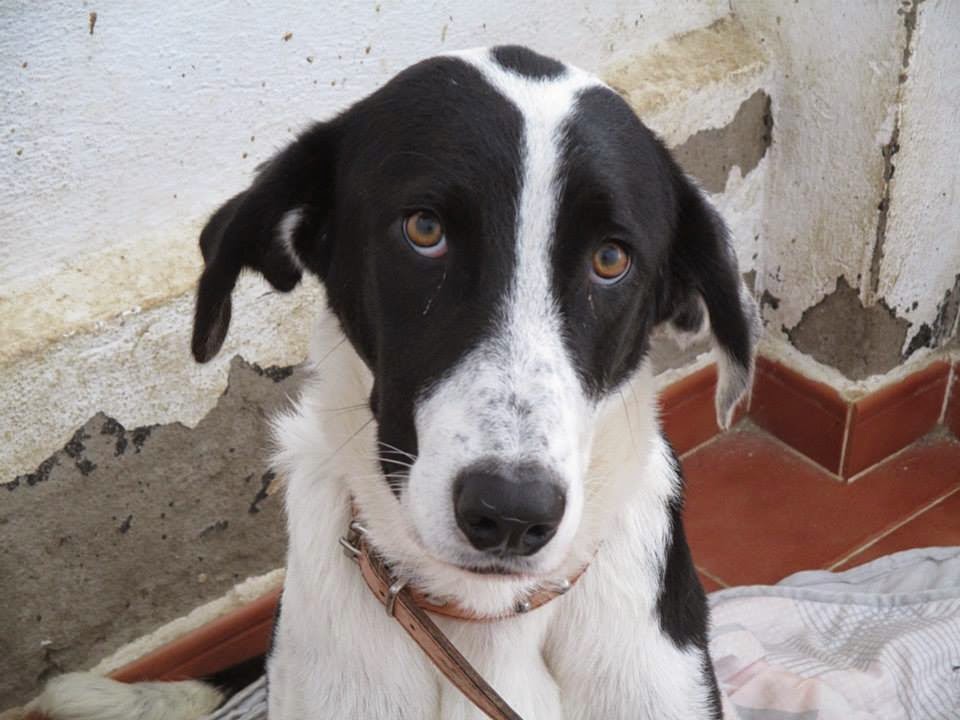 ADOPTADA. MANA. Mastina de 1 año en Cáceres. Operada de una patita (PE) 10423954_634710599975999_1133411582790318738_n