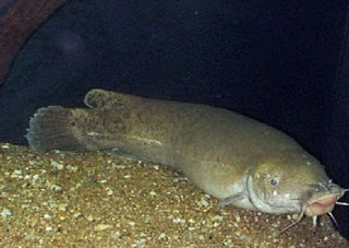 7 Hewan Dengan Kekuatan Listrik yang Mematikan Electric-catfish