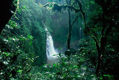 Imagenes encadenadas Selva-amazonica1