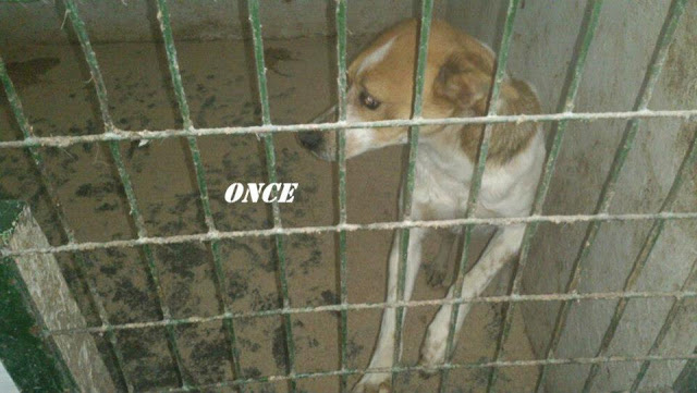 ONCE. Perro de tamaño mediano de 1 año en Hellin ( Albacete ) (PE) ONCE