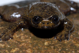 (WRG)معلومات مدهشة عن الضفادع..كِــحُ 080407-lungless-frog_big