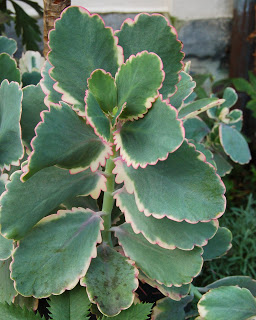 Kalanchoe, sus estudios clínicos Kalanchoe_fedtschenkoi_%27Variegata%27_Plant_2000px