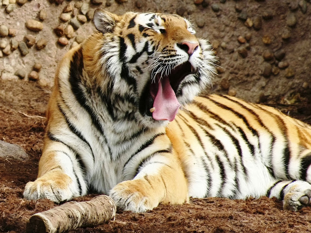 بالصور تعرف على الفرق بين نمورالبنغال ونمور سيبيريا ! Url