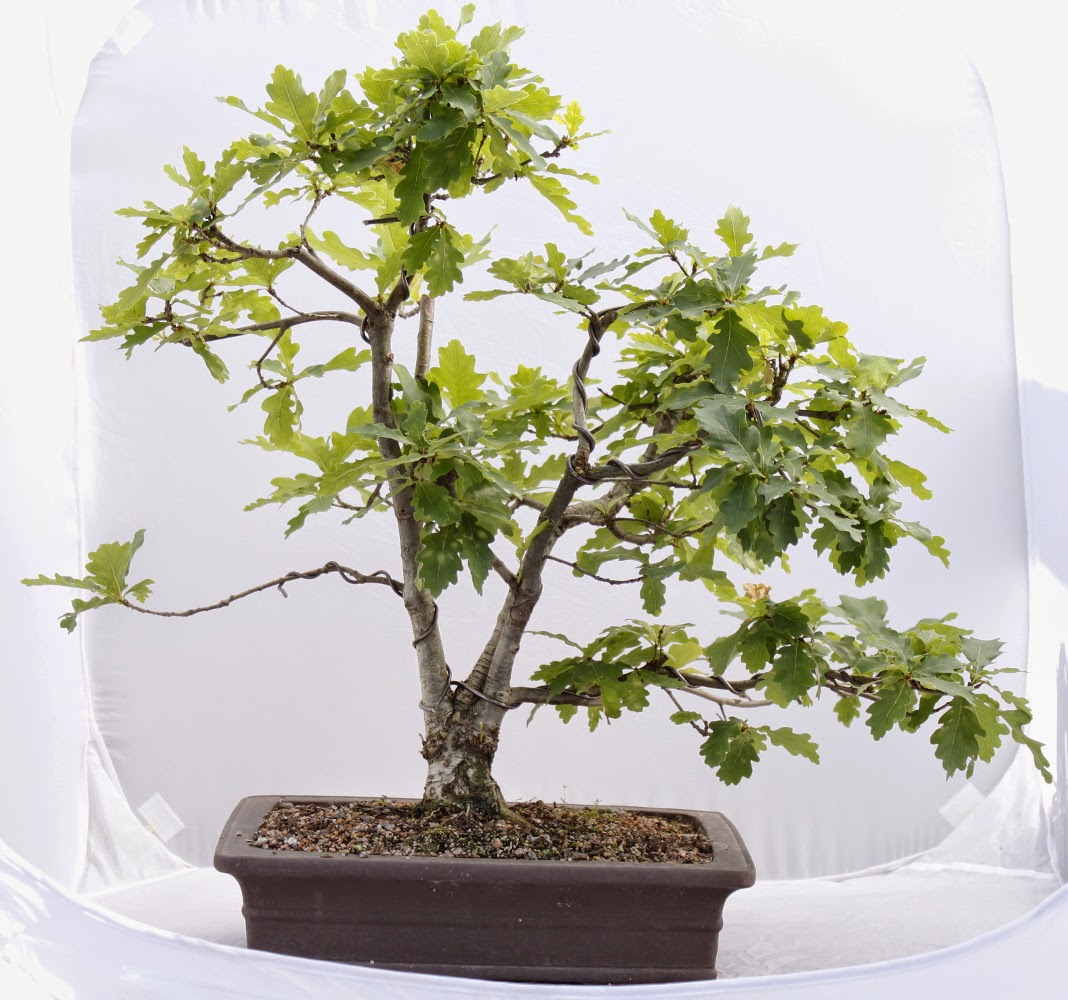 Quercus robur Tammi1