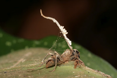 CURIOSIDADES DEL MUNDO QUE NOS RODEA!!! - Página 8 Zombie-ant-fungus