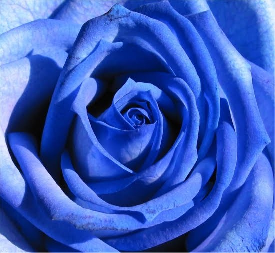 roses bleues Roses%2Bbleues