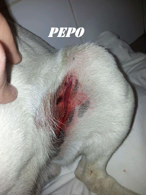 PEPO. Bodeguero en Hellin ( Albacete )(PE) PEPO2