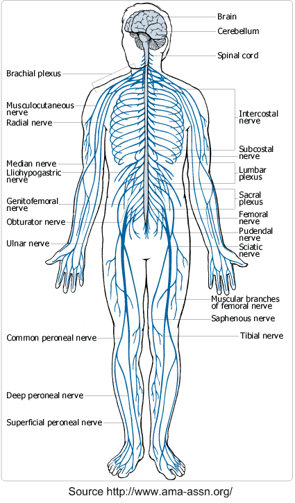 Economiser le carburant - Page 7 Nervoussystematlas