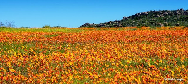 معجزة زهور الربيع في نماكولاند Namaqualand-flowers-1%5B2%5D