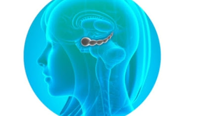 Le cerveau fabrique des neurones Capture%2B%25C3%25A9cran%2Bhippocampe