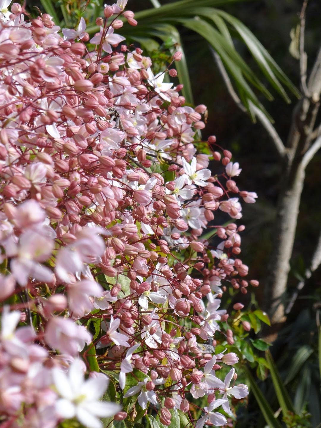 Clematis armandii - clématite d'Armand - Page 4 DSC04009