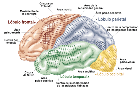 HOY 21 DE SEPTIEMBRE DIA MUNDIAL DEL ALZHEIMER  Funciones-cerebro_laredinformacion