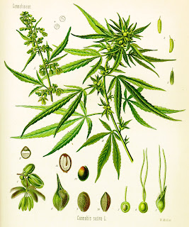 Is Hemp a Miracle Plant That Can Save the World? Hemp