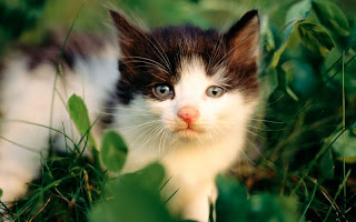 صور قطط جديده ، صور قطط صغيره ، صور قطط منوعه ، صور قطط للتصميم ، قطط ، 2011 ، 2012  Wallcate.com%20%2824%29