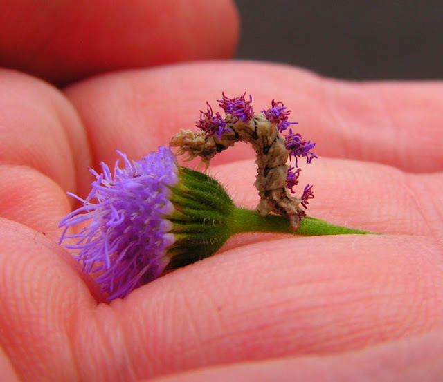 دودة كاتر بيلر Wavy-lined-emerald-moth-camouflaged-looper-caterpillar-with-flowers-on-back-3