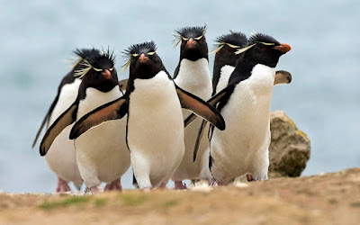 بطريق روكهوبر Animal-pictures-penguin-wallpapers-hd-photos-penguin-wallpaper-16