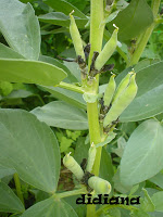 siembra y plantación Habas