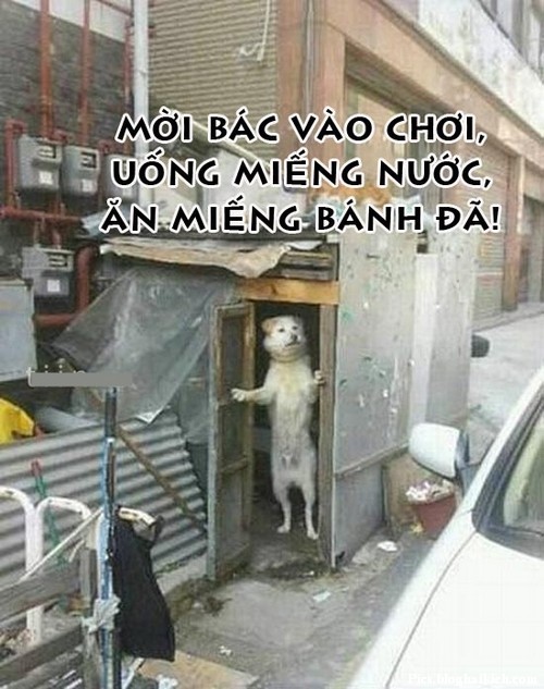 Một vài bức ảnh tặng cho người thân 4rum~page 1 Xa-Stress-voi-hinh-anh-dong-vat-vui_11