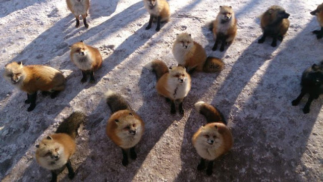 قرية الثعالب فى(اليابان) - صفحة 2 Zao-fox-village-japan-14