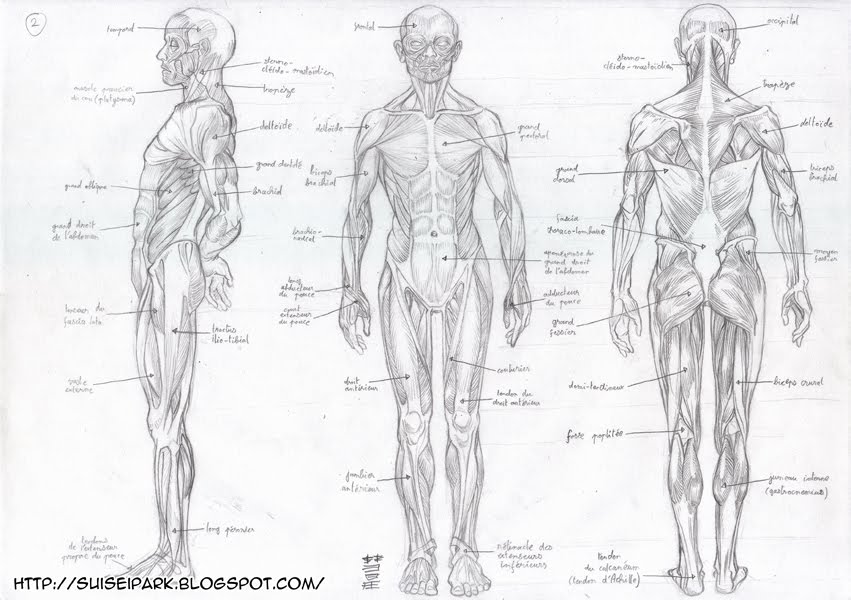 Exercices d'anatomie /!\ Attention ! Présence de nu ! /!\ Anatomie002bis