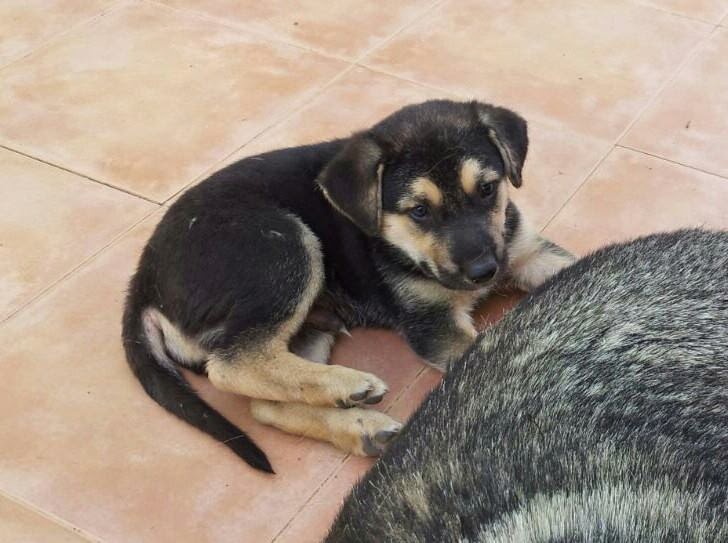 CACHORRO - Cachorro de 3 meses cruce de pastor aleman en la perrera de Hellin ( Albacete )(PE) PERRITO