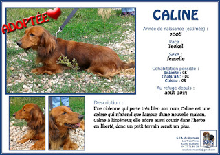 CALINE - teckel 7 ans - Spa du Roannais à Roanne (42) 2-2015-08_CALINE-2008