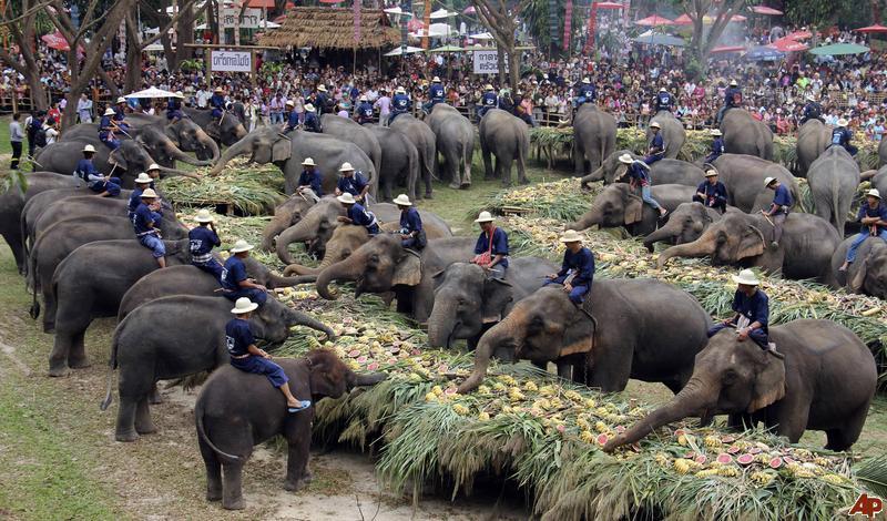 يوم الفيل التايلاندي The Elephant Day. E1