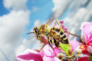 Bee Deviled: Scientists No Longer Bumbling Over Cause Of Colony Collapse Disorder  Bee