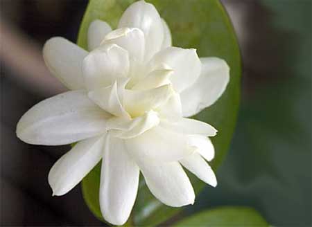  الياسمين البلدي Jasminum grandiflorum .. Fulla2