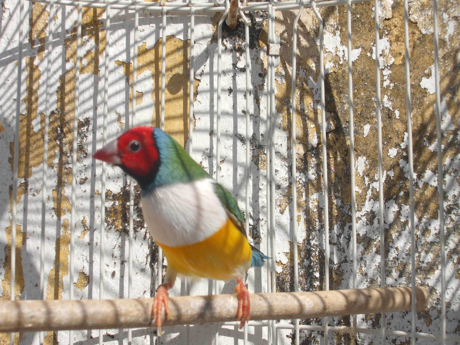 Macho de Diamante de Gould  DSCF5942