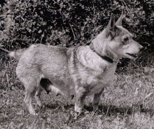 Spitz des Wisigoths, Swedish Vallhunt, Vastgötaspets Vivi