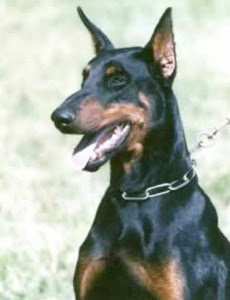 விலையுயர்ந்த நாய்கள் Doberman-pinscher-tm