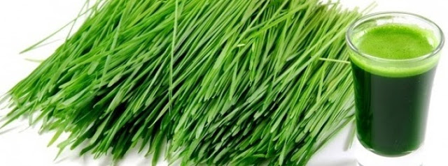 Healed by wheatgrass: 74-year-old man with cancer told he would be 'dead in a matter of weeks' proves doctors wrong  Wheatgrass_juice