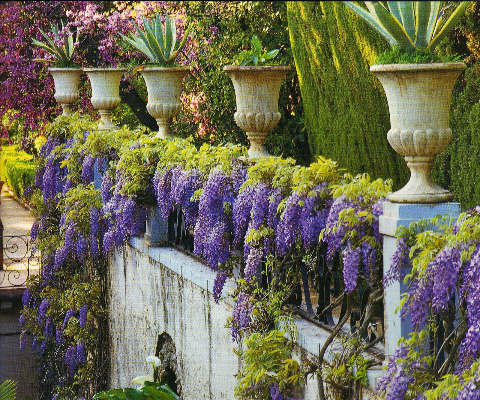 mis flores de temporada Wisteria