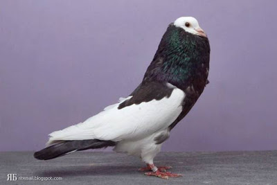 விசித்திர புறாக்கள் : Groomed Pigeons  13