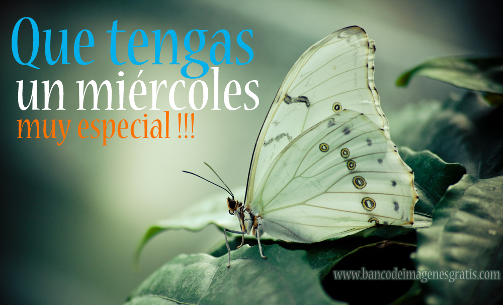 Buenos días, o buenas tardes..... - Página 18 Mariposa-feliz-miercoles-para-todas