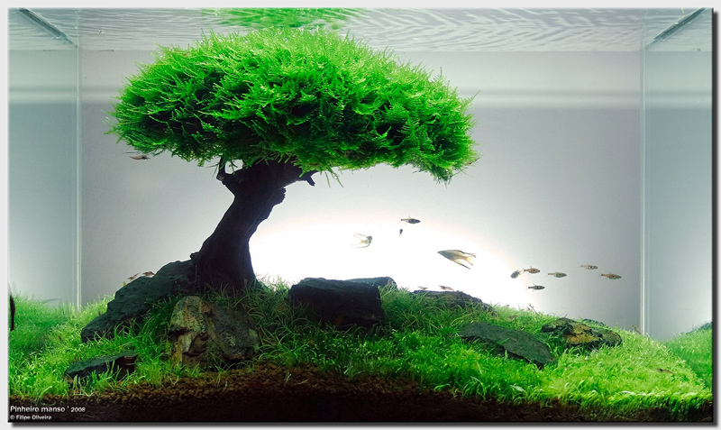 mes bacs "jungles" et mes "installations". - Page 2 Aquascape17