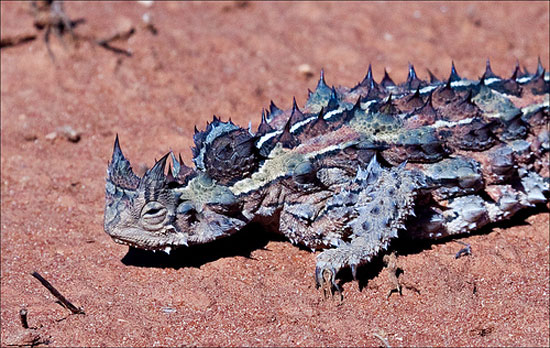 "الشيطان الشوكى"Thorny Lizard or Thorny Devil 7effe1c820ba1f6b1b3846ab2b690394