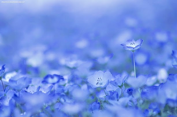 Fascinantes campos azules, no son de otro planeta son de aquí de la Tierra Azules3