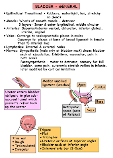   صور طبية التشريح - Anatomy    Fifth Part Abdomen and Pelvis AB057