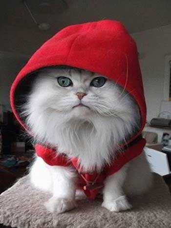 هديه لأختى غروووب Hoodie-red-cat